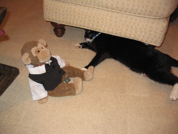 James Jimby with Kitten