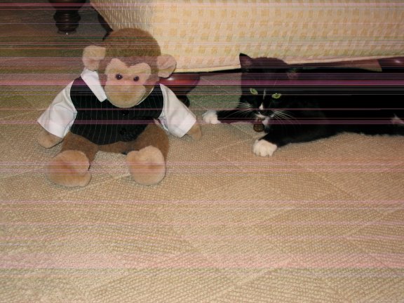 James Jimby with Kitten