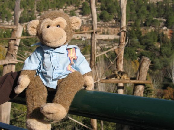 I think I am related somewhere to a Spider-Monkey 