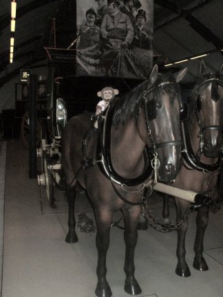 These horses looked well cared for and happy