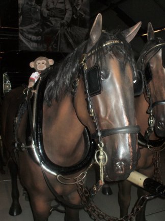 These horses looked well cared for and happy